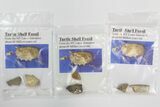 Lot: Bagged Fossil Turtle Shell Fragments - Pieces #138127-1